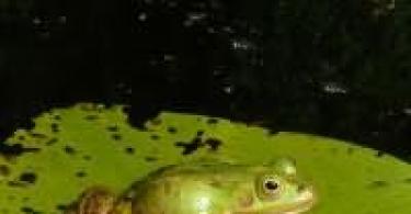 Zašto žabe sanjaju ženu?