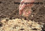 Uzgoj mrkve na otvorenom tlu: pravila i preporuke Dodavanje gnojiva u brazde sjemena