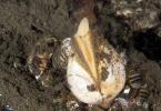 淡水二枚貝軟体動物perlovitsa：説明、生息地、繁殖二枚貝
