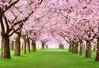 Sakura kvitne nielen v Japonsku: najlepšie miesta na obdivovanie čerešňových kvetov v Japonsku, keď