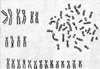 Ľudské chromozómy Chromozómový súbor ľudských buniek