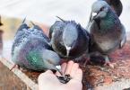 È possibile nutrire i piccioni con miglio e orzo