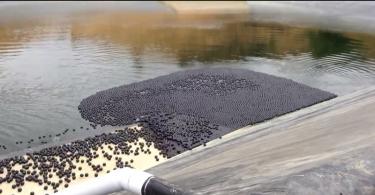 Il bacino idrico di Ivanhoe e migliaia di palline nere Perché le palline nere scendono nel lago?