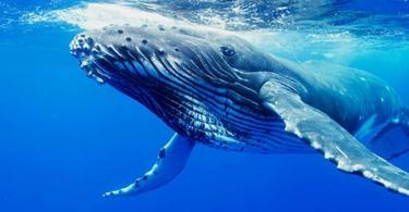 Что для женщины сон про голубого кита