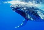 Что для женщины сон про голубого кита