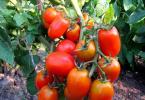 トマトの種を収穫する
