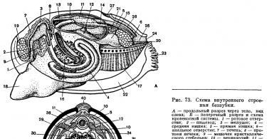 La struttura dei molluschi bivalvi usando l'esempio di sdentati Cosa sono i molluschi bivalvi