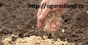 Uzgoj mrkve na otvorenom tlu: pravila i preporuke Dodavanje gnojiva u brazde sjemena