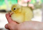 Zašto sanjaju male kokoši: potpuna interpretacija svih opcija