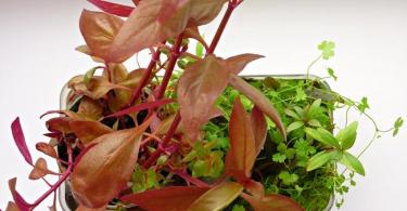 Biljke tepiha Alternanthera Alternanthera šarene za dom