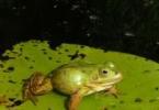Prečo žaby snívajú o žene?