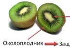 Frutti: classificazione dei frutti e caratteristiche della loro struttura